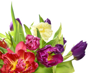 fresh, multicolored tulips, isolated on white background.