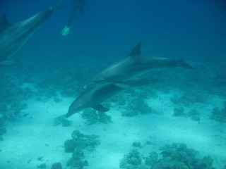 Naklejka premium Tauchen Ägypten