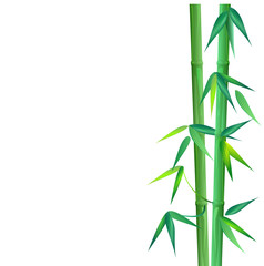 Fototapeta na wymiar Green bamboo. Hand drawn vector illustration on white background