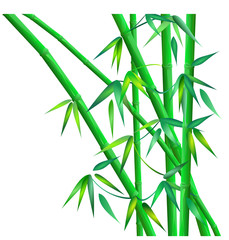 Green bamboo. Hand drawn vector illustration on white background