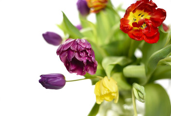 fresh, multicolored tulips, isolated on white background.