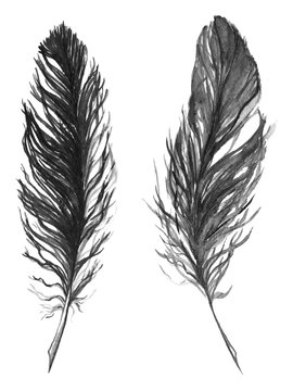 Watercolor black and white monochrome feather set isolated