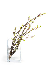 Spring branch isolated
