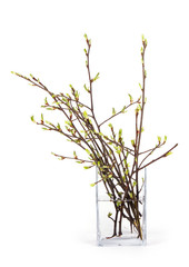 Spring branch isolated