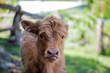 Fototapeta premium Listening Calf