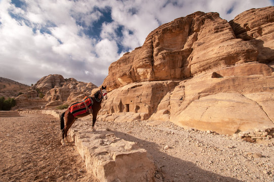 Horse in ancient Jordanian city of Petra