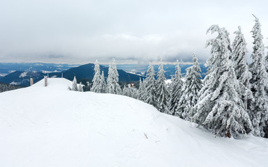 Fototapeta na wymiar Icy snowy fir trees in winter mountain.