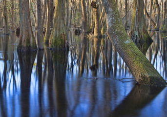 Submerged trees