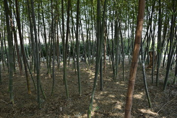 竹林／山形県の森林で、鬱蒼と生い茂る竹林を撮影した写真です。