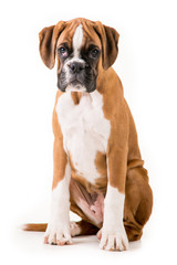 German boxer puppy