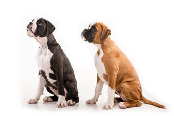 Two german boxer puppy