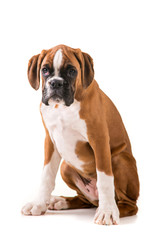 Obraz premium German boxer puppy