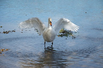 Schwan im kleinem Alpsee