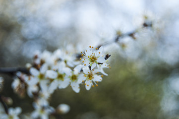 white cherry blossmos wallpaper