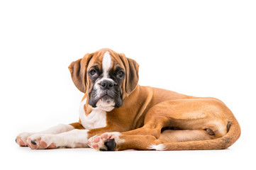 German boxer puppy