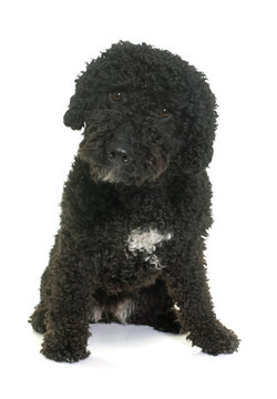 Spanish Water Dog