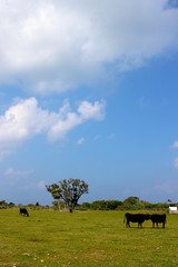 竹富島の石垣牛