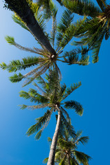 Obraz na płótnie Canvas Coconut tree under blue sky in summer