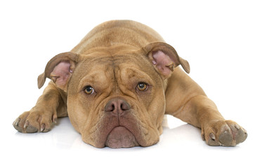 Fototapeta premium old english bulldog