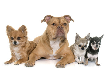 old english bulldog and chihuahua