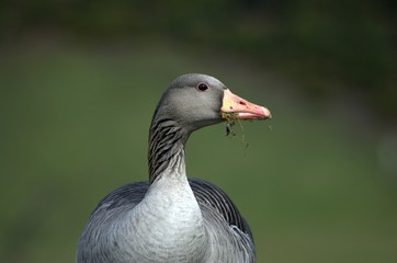 Gans im Olympiapark München