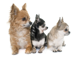group of chihuahua