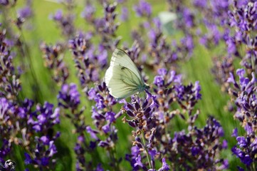 Schmetterling auf Blüten
