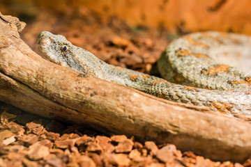 Snake in the terrarium - Levantine viper