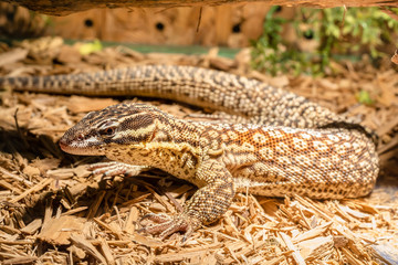 Lizard in the terrarium - leopard gecko