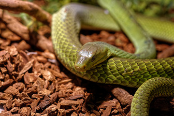 Snake in the terrarium - Green rat snake