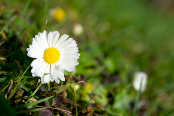 G&auml;nsebl&uuml;mchen