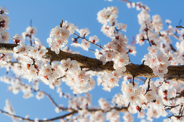 Весеннее цветение.