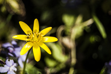 Yellow Left Flowers