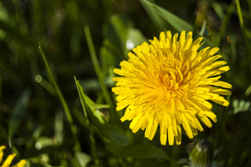 Yellow Tarassaco on right