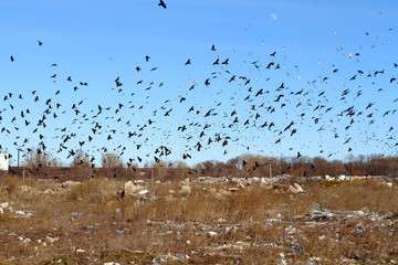 Luna looks at the huge flock of crows and gulls circling over th