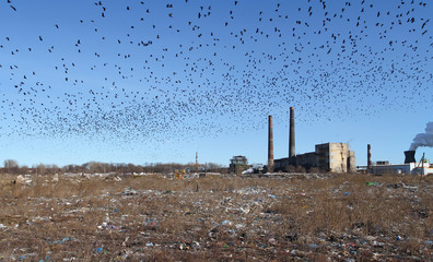 A lot of birds, a huge flock of birds circling over the factory