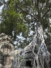 Strangler Fig tree growing over Ta Prohm, Cambodia