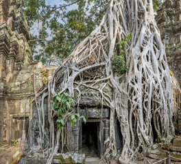 Strangler Fig tree growing over Ta Prohm, Cambodia