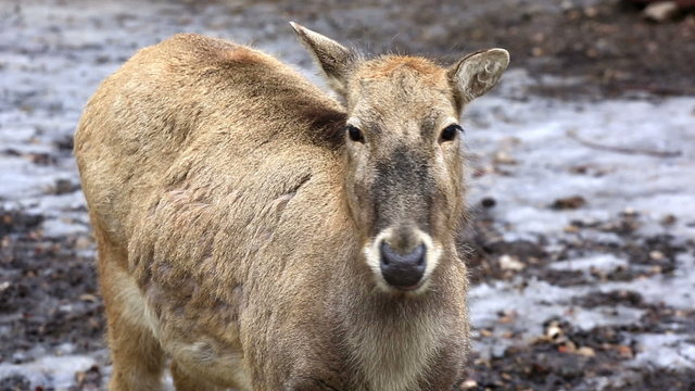 Female reindeer grazing on plateau in winter day