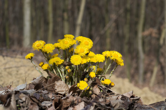 Coltsfoot flowers on background of forest