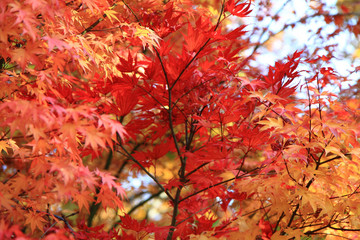 autumn leaves background