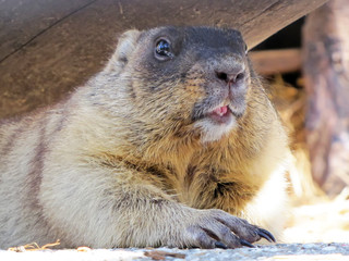 Beaver close-up