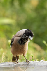 Closeup of black headed Jay