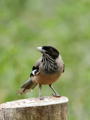  black headed on wooden log