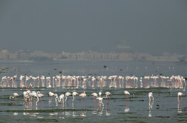 Fototapeta na wymiar Greater Flamingos, Bahrain 
