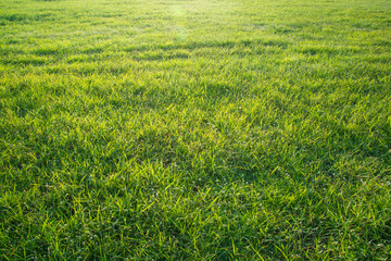 Obraz na płótnie Canvas Side view to the grass meadow