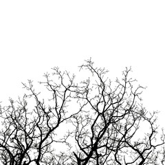 tree branches isolated on the white background