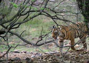 Royal Bengal tiger at Ranthambore National Park