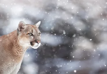 Wall murals Puma Portrait of a cougar in the snow, Winter scene in the woods,  wi