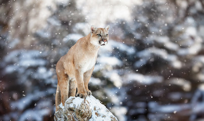 Fototapeta premium Portret cougar w śniegu, zimowa scena w lesie, wi